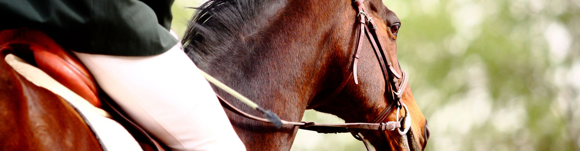 An image of a horse and rider at an event.